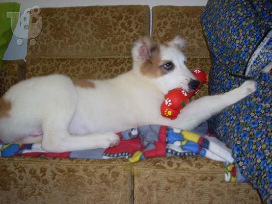 sao alabai kentrikis asias